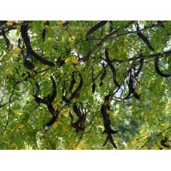 Meerstammige Witte Acacia | Robinia pseudoacacia