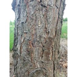 Volwassen Grove den/Pijnboom - Pinus sylvestris
