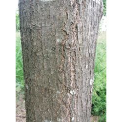 Volwassen Moeraseik (Quercus Palustris) Dak vorm