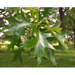 Volwassen Moeraseik (Quercus Palustris) Dak vorm