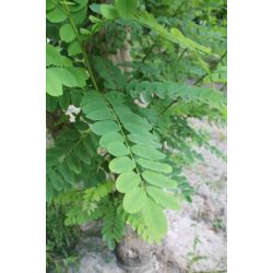 Meerstammige Witte Acacia | Robinia pseudoacacia