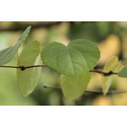 Katsuraboom - Cercidiphyllum japonicum GROOT & UNIEK