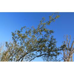 Canadees krentenboompje - Amelanchier canadensis