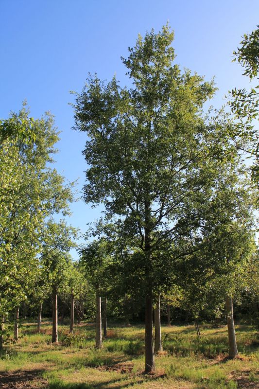 Chinkapin-eik - Quercus muehlenbergii