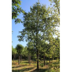 Chinkapin-eik - Quercus muehlenbergii