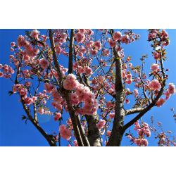 Japanse sierkers | Prunus Kanzan | Voorjaar bloemen