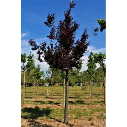 Roodbladige kerspruim | Prunus cerasifera 'Nigra' | Zomer