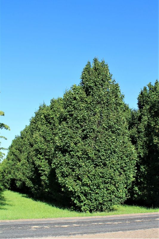 Acer campestre 'Lienco' - Volwassen Veldesdoorn (beveerd)