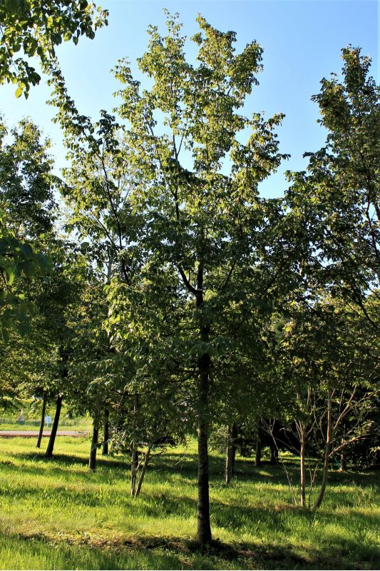 Volwassen europese Hopbeuk - Ostrya caripinifolia
