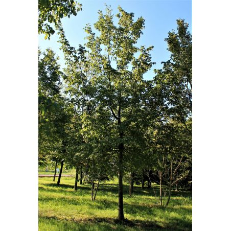 Volwassen europese Hopbeuk - Ostrya caripinifolia