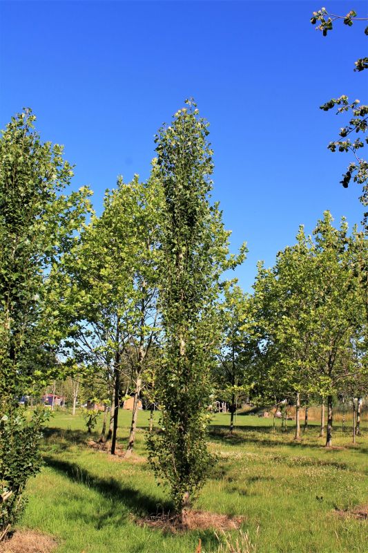 Italiaanse populier - Populus nigra 'Italica'