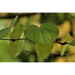 Katsuraboom | Cercidiphyllum japonicum | Meerstammig | Meerstammige katsuraboom | Zomerblad