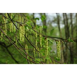 Haagbeuk | Carpinus betulus | Hoogstam | Bloemen | Voorjaar
