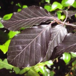 Rode beuk beveerde boom - Fagus sylvatica 'Atropunicea'