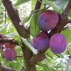 Pruimenboom 'Opal' | Halstam pruimenboom | Prunus domestica 'Opal' | Pruimen