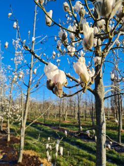 Japanse magnolia | Bloemknop | Voorjaar