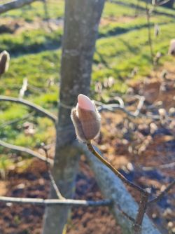 Japanse magnolia | Bloemknop | Voorjaar