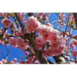 Japanse sierkers  | Prunus kanzan | Bloemen