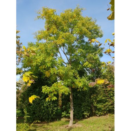Honingboom | Sophora japonica | Hoogstam | Volwassen | Zomer
