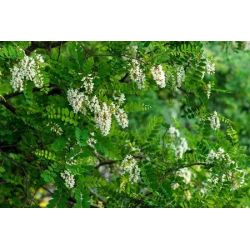 Honingboom | Sophora japonica | Hoogstam | Bloemen | Zomer