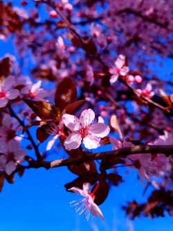 Roodbladige kerspruim | Prunus cerasifera 'Nigra' | Voorjaar | Bloemen
