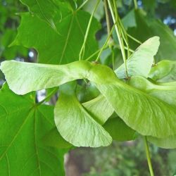 Bolesdoorn | Acer platanoides 'Globosum' | Bolesdoorn hoogstam | Vruchten bolesdoorn | Vruchten globosum