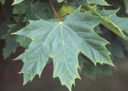 Bolesdoorn | Acer platanoides 'Globosum' | Bolesdoorn hoogstam | Blad globosum | Blad bolesdoorn