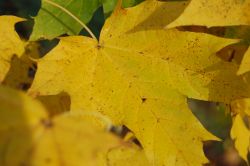 Bolesdoorn | Acer platanoides 'Globosum' | Bolesdoorn hoogstam | Herfstblad bolesdoorn | Herfstblad globosum