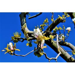 Japanse magnolia bloemen | Voorjaar
