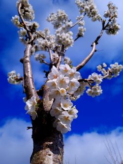 Chinese sierkers | Prunus umineko | Voorjaar bloemen