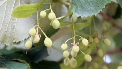 Tilia tomentosa 'Brabant' | Zilverlinde | Vruchten