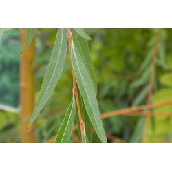 Gele treurwilg | Gele treurwilg knotvorm | Salix sepulcralis chrysocoma | Blad zomer