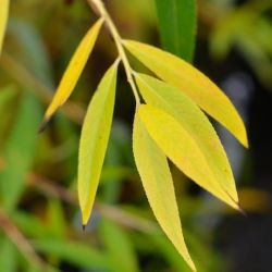 Gele treurwilg | Gele treurwilg knotvorm | Salix sepulcralis chrysocoma | Blad herfst