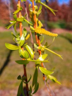 Gele treurwilg | Gele treurwilg knotvorm | Salix sepulcralis chrysocoma | Bloemen