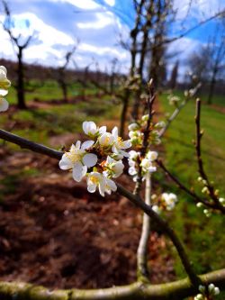 Pruimenboom 'Opal' | Halstam pruimenboom | Prunus domestica 'Opal' | Pruimenbloesem