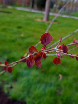 Katsuraboom | Cercidiphyllum japonicum | Meerstammig | Meerstammige katsuraboom | Blad voorjaar