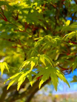 Japanse esdoorn | Acer palmatum | Volwassen Japanse esdoorn | Grote Japanse esdoorn