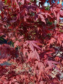 Rode Japanse esdoorn | Acer palmatum 'Bloodgood'| Volwassen Rode Japanse esdoorn