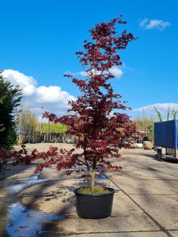 Rode Japanse esdoorn | Acer palmatum 'Bloodgood'| Volwassen Rode Japanse esdoorn