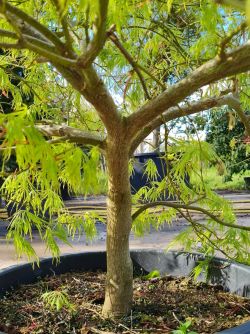 Palmbladesdoorn | Dwergesdoorn | Japanse dwergesdoorn | Acer palmatum 'Dissectum'