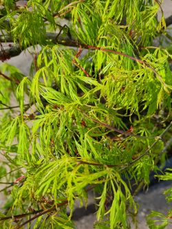 Palmbladesdoorn | Dwergesdoorn | Japanse dwergesdoorn | Acer palmatum 'Dissectum'