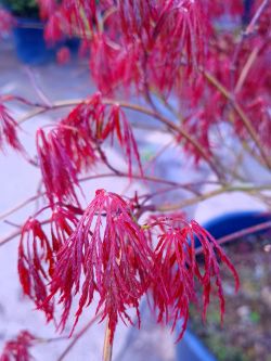 Rode Palmbladesdoorn | Rode Dwergesdoorn | Rode Japanse dwergesdoorn | Acer palmatum 'Dissectum Garnet'