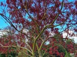 Rode Palmbladesdoorn | Rode Dwergesdoorn | Rode Japanse dwergesdoorn | Acer palmatum 'Dissectum Garnet'