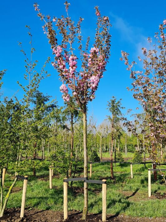 Japanse sierkers | Prunus Kanzan | Voorjaar bloemen