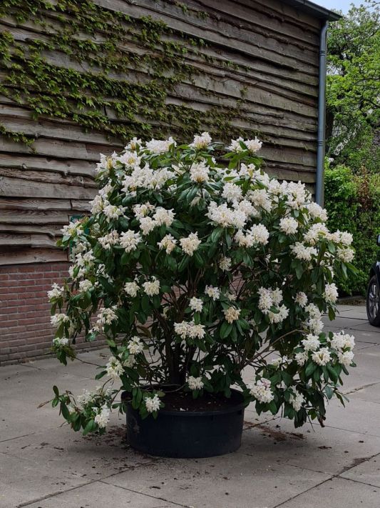 Rhododendron | Rhododendron 'Cunningham's White' | Wit bloeiende Rhododendron