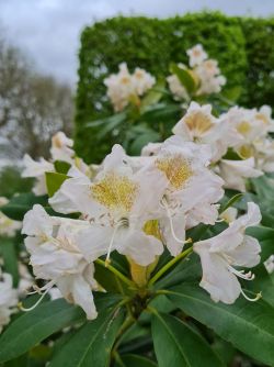 Rhododendron | Rhododendron 'Cunningham's White' | Wit bloeiende Rhododendron