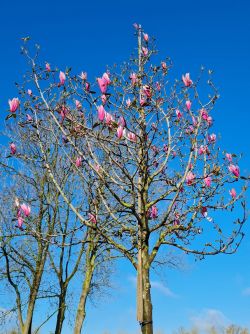 Paarskleurige magnolia | Magnolia spectrum | Hoogstam magnolia