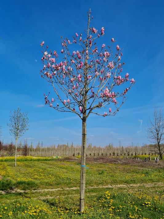 Paarskleurige magnolia | Magnolia spectrum | Hoogstam magnolia