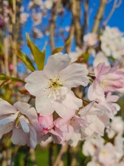 Zuilvormige Japanse sierkers | Prunus serrulata 'Amagonawa' | Bloemen