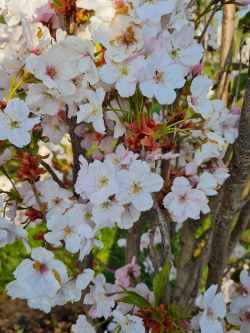Zuilvormige Japanse sierkers | Prunus serrulata 'Amagonawa' | Bloemen